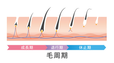 毛周期　ヘアサイクル