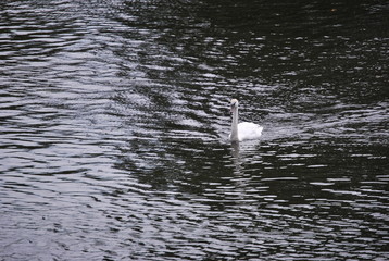 White Swan in River