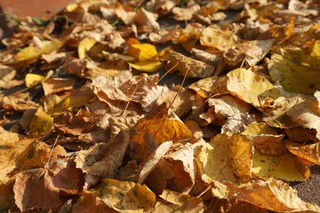 Yellow autumn leaves on the ground