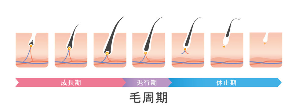 休止期 Images Browse 69 Stock Photos Vectors And Video Adobe Stock