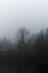 Early Morning Fog Shrouding Dead Tree