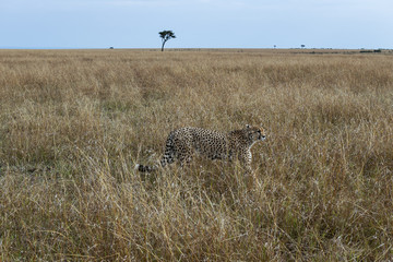 cheetah © Herbert