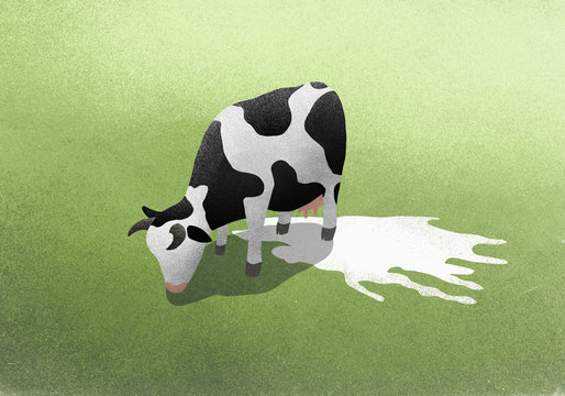 Milk puddle below grazing cow