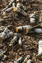 Chopped Birch Tree Wood Laying On Forest Floor