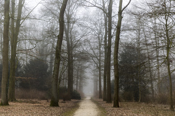 Obraz na płótnie Canvas Foggy Forest Pathway Into Distance