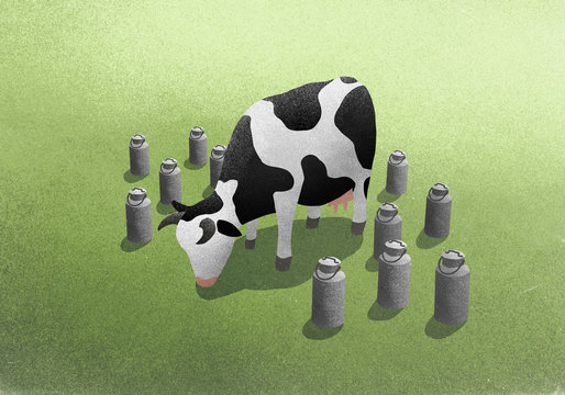 Milk canisters surrounding cow grazing in field
