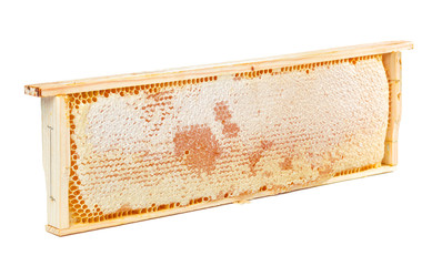 Sweet honeycomb isolated on white