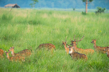 Sika or spotted deers herd in the elephant grass