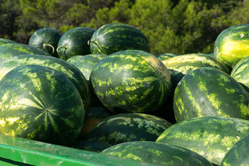 Wassermelonen