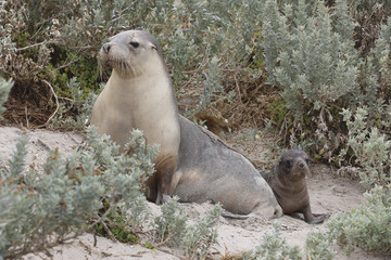 Mother seal and seal pup, Seal Bay, Kangaroo Island, Australia
