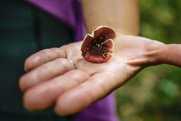 Russule mushroom in a woman hand