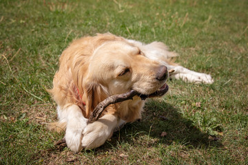 Young golden retriever dog on nature background