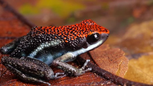 Ruby Poison Frog (Ameerega parvula) on the rainforest floor in the Ecuadorian Amazon