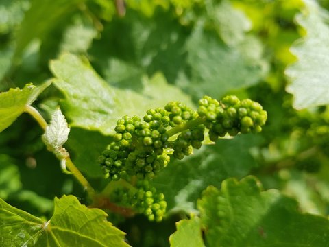 Junger Wein