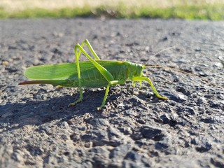 Grashüpfer auf Wanderschaft