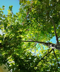 beauty in Nature branch day Food and Drink Freshness fruit Green color 