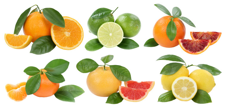 Fr&uuml;chte Sammlung Orangen Zitrone Mandarine Grapefruit Freisteller freigestellt isoliert