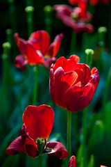 withering tulips - 221262619
