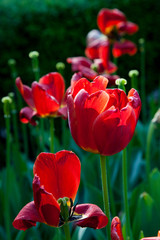 withering tulips - 221262658