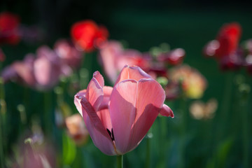 withering tulips - 221262693