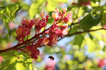 flowering chestnut tree  - 221262809