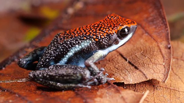 Ruby Poison Frog (Ameerega parvula) on the rainforest floor in the Ecuadorian Amazon