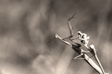 Mantis in the rays of translucent light... Black and white macrophotography...