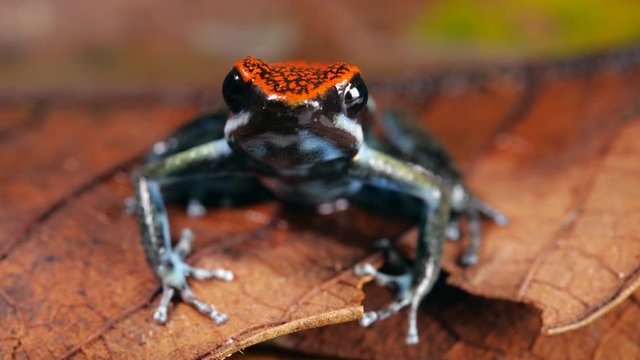 Ruby Poison Frog (Ameerega parvula) on the rainforest floor in the Ecuadorian Amazon