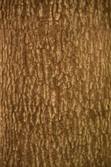 Fototapeta premium Texture, pattern and background