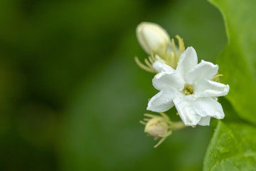 Jasmine flower is a symbol for Thailand Mother's Day.