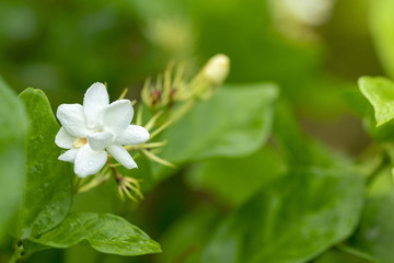 Jasmine flower is a symbol for Thailand Mother's Day.