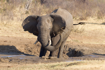 Fototapeta premium African elephant at a waterhole