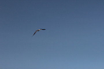 Obraz premium Seagull on the background of the sky
