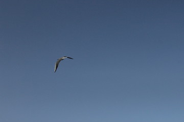 Seagull on the background of the sky