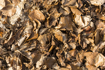 Autumn Leaves Fallen Onto The Forest Floor