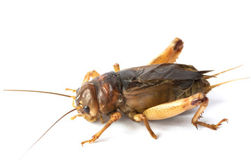 Big brown cricket insect isolate on white background