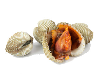 fresh cockles seafood isolate on white background
