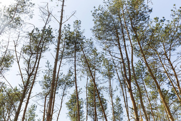 Trees Waving High Above In The Wind