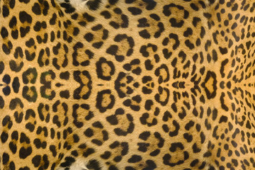 Jaguar, leopard and ocelot skin texture background