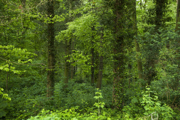 Fototapeta na wymiar Deep Green Tree Forest Scenery