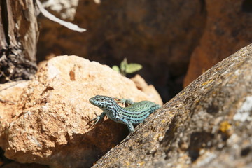 green lizard