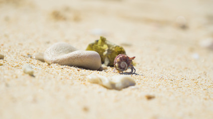 Hermit crab run in white sand