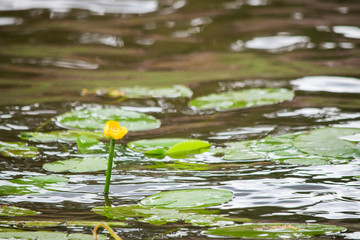 Young yellow water lily over water