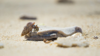 Hermit crab climb a coral