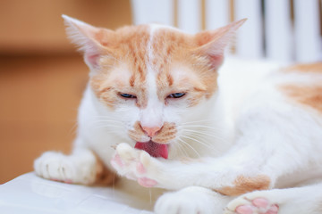 The cat licking the legs for cleaning itself.