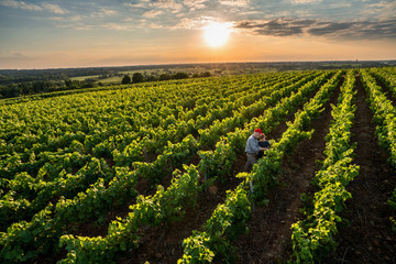 Top view. A winegrower and young son in their vines at sunset
