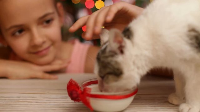 Cheerful girl watching small kitten eat milk at christmas time - xmas tree in background, closeup, camera refocus