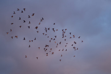 birds fly in the sky above the roof.