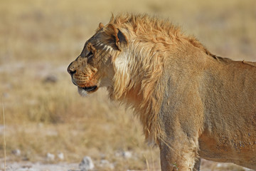 Löwenmännchen (panthera leo) im Etosha Nationalpark in Namibia