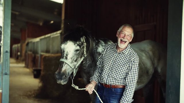 A senior man standing close to a horse in a stable, holding it.